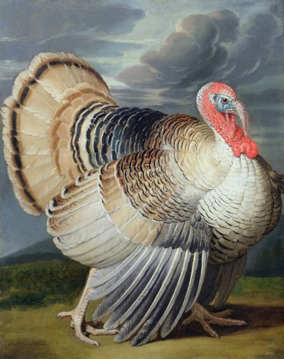 Portrait of a Turkey by Johann Wenceslaus Peter Wenzal